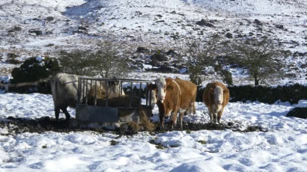 Стадо коров, поедающих снег — стоковое видео