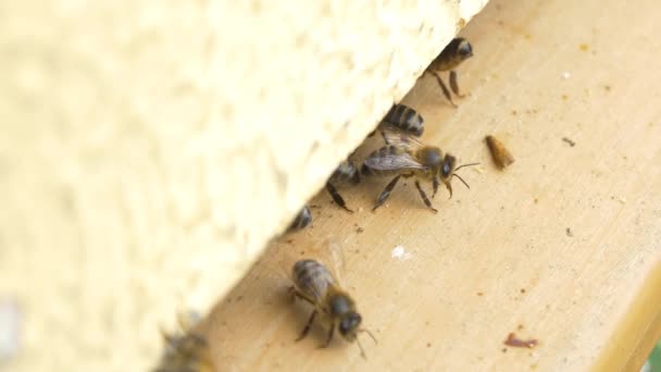 Пчелы на пчелином улее делают мед — стоковое видео