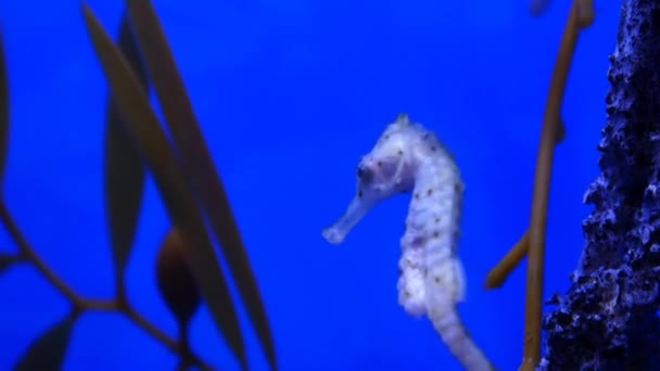 Caballito de mar en acuario submarino — Vídeos de Stock