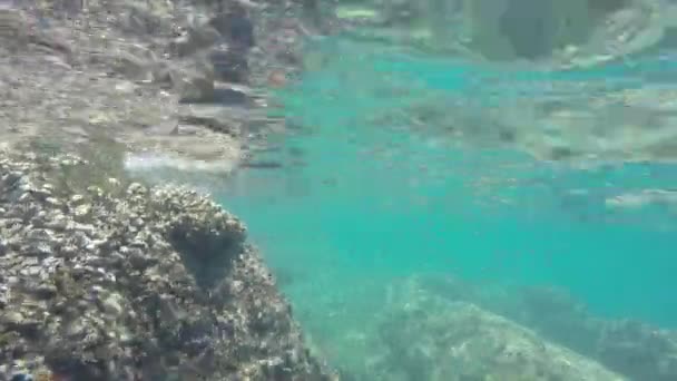 Peces nadando bajo el agua — Vídeo de stock