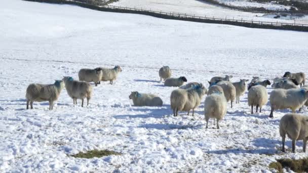 Ovinos comendo em campos de neve — Vídeo de Stock