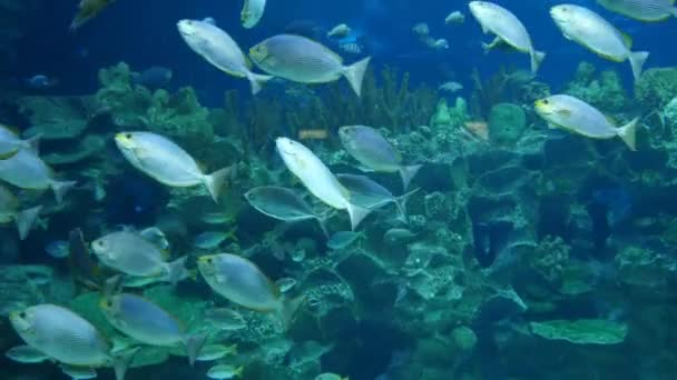 Peces exóticos en acuario submarino — Vídeo de stock