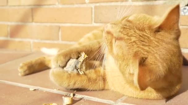 Кошка с лапами и зубами на открытом воздухе — стоковое видео