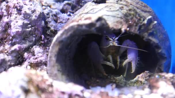 Краб у підводному акваріумі — стокове відео