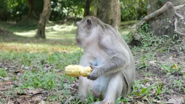 Mono comiendo maíz — Vídeos de Stock