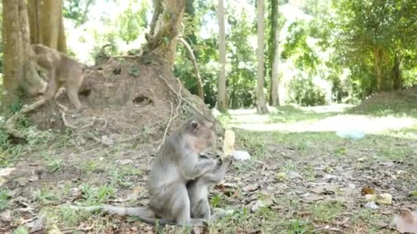Monkey eating corn — Stock Video