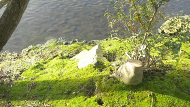 Lago tranquilo en el parque — Vídeo de stock