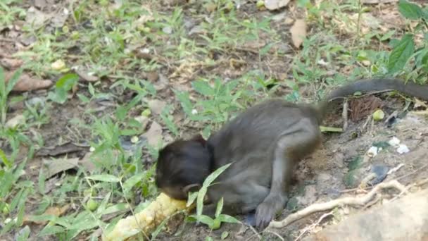 Monkey eating corn — Stock Video