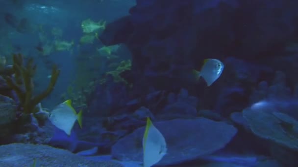 Peixe exótico em aquário subaquático — Vídeo de Stock