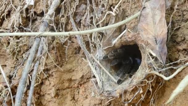 Nido de araña en tierra — Vídeo de stock