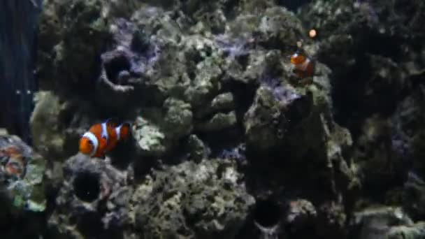 Peces payaso exóticos en acuario submarino — Vídeo de stock
