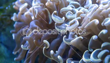 Sualtı akvaryum renkli polipler