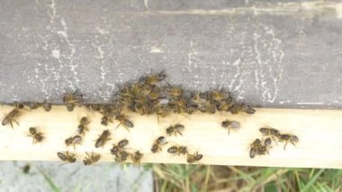 Arılar bal yapan arı kovanı üzerinde 