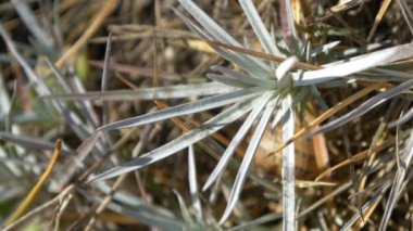 çimen çiy damlaları ile yakın çekim