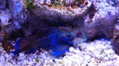 Sualtı akvaryum egzotik balık 