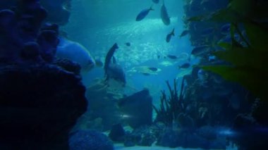 Sualtı akvaryum egzotik balık 