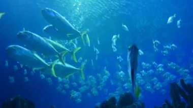 Sualtı akvaryum egzotik balık 