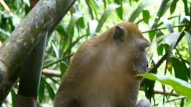 Ağaç dalındaki maymun.