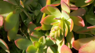 Bahçedeki güzel çiçekler