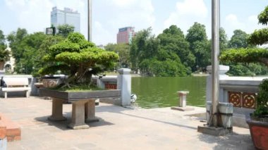 Bonsai ağacı şehir merkezinde 