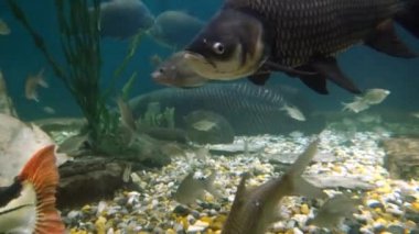 Sualtı akvaryum egzotik balık 