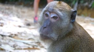 Kameraya bakarak maymun