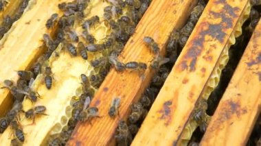 Arılar bal yapan arı kovanı üzerinde 