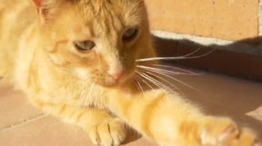 Kırmızı kedi dışarıda oynarken