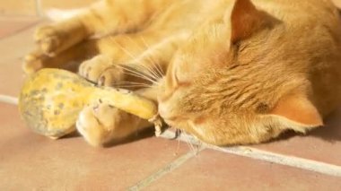 kedi pençeleri ve dişleri açık havada ile