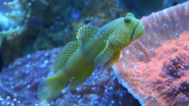 Sualtı akvaryum egzotik balık 