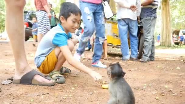 Menschen füttern Affen — Stockvideo