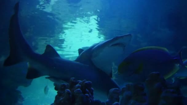 Экзотические акулы в подводном аквариуме — стоковое видео