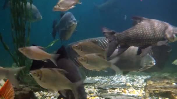 Peces exóticos en acuario submarino — Vídeo de stock
