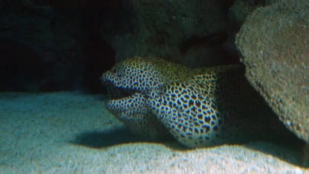 Exotiska fiskar i undervattens akvarium — Stockvideo