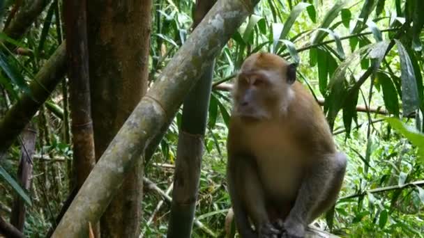 Macaco em um galho de árvore — Vídeo de Stock