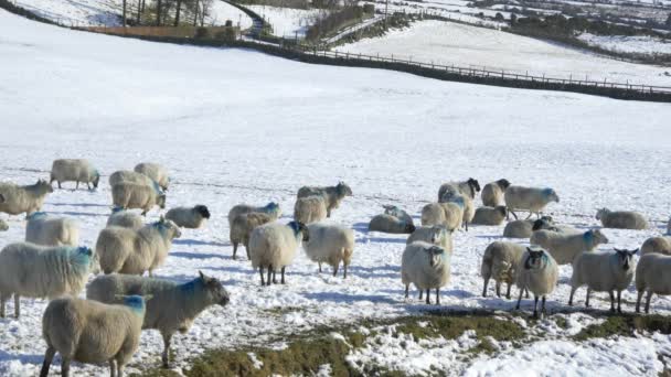 Овцы едят на снежных полях — стоковое видео