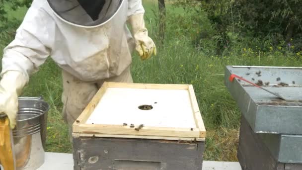 蜂の巣の蜂蜜を作るミツバチ — ストック動画