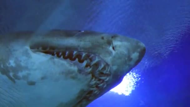 Requin exotique dans l'aquarium sous-marin — Video