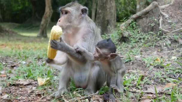 Monkey eating corn — Stock Video