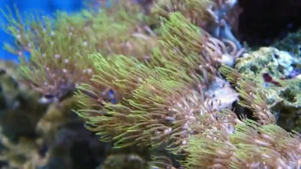 Kleurrijke poliepen in onderwater aquarium — Stockvideo