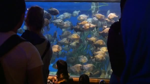 Turistas mirando peces en el acuario — Vídeo de stock