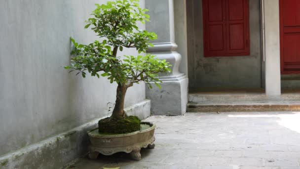 Зелений бонсай дерево — стокове відео