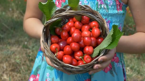 Harvesting red cherries — Stock Video