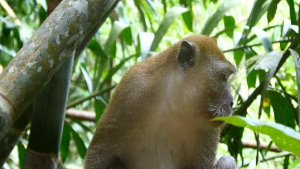 Singe sur une branche d'arbre