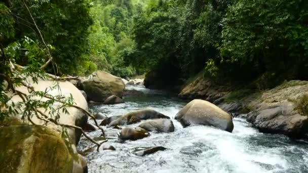 Río en la selva verde — Vídeo de stock