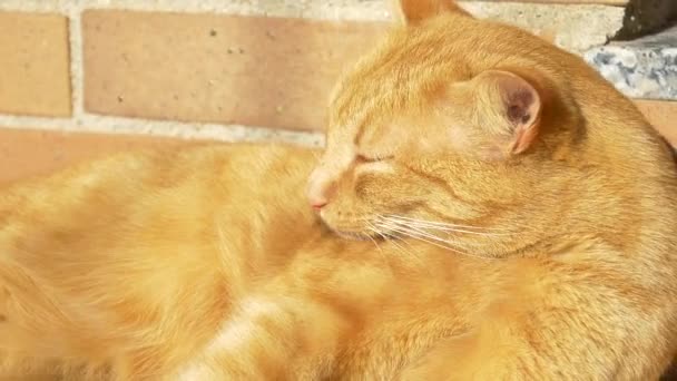 Samotné čištění a olizování kočka — Stock video