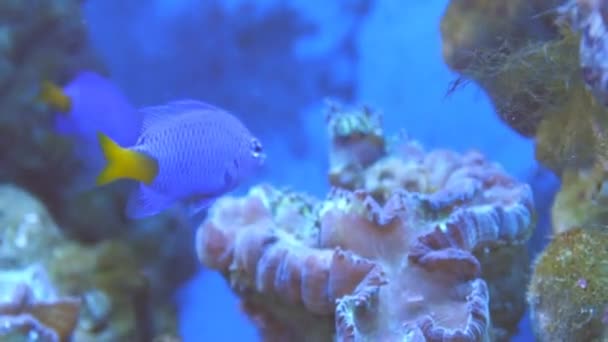 Peces exóticos en acuario submarino — Vídeo de stock