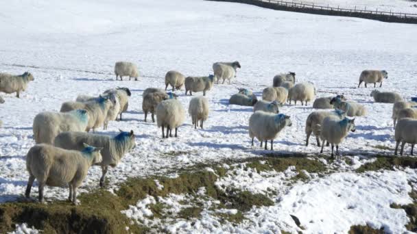 Ovinos comendo em campos de neve — Vídeo de Stock