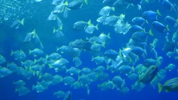 Poissons exotiques dans l'aquarium sous-marin — Video