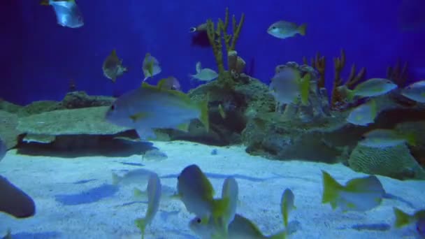 水中水族館でエキゾチックな魚 — ストック動画